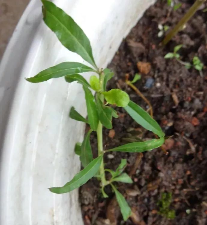 枸杞叶种子种植致富视频_叶用枸杞种植_枸杞子种植技术视频