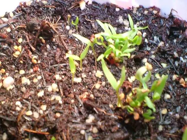 叶用枸杞种植_枸杞子种植技术视频_枸杞叶种子种植致富视频