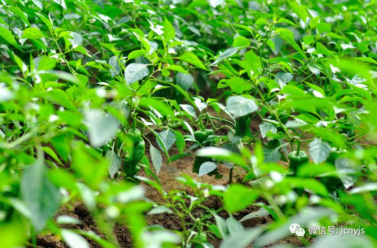 青椒几月份种植技术_青椒种植时间和收获时间_青椒几月份育苗