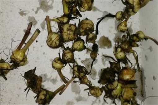 致富宝典表情包_致富宝典资料_种植致富宝典》
