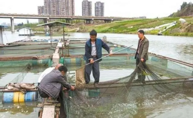 致富养殖项目_致富养鱼视频_养殖鱼致富