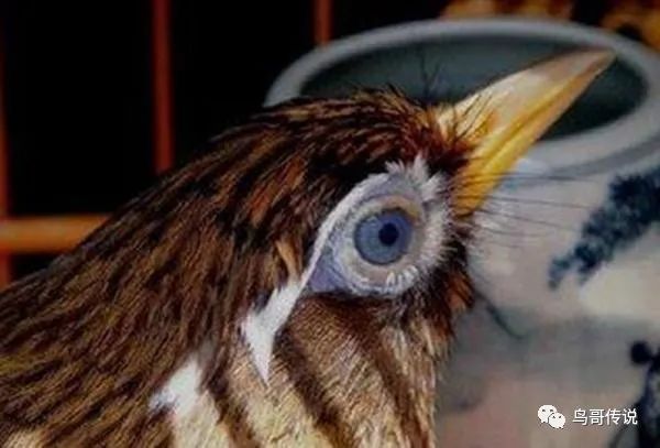 养殖人工画眉技术视频教程_画眉人工养殖技术_人工繁殖画眉怎样繁殖