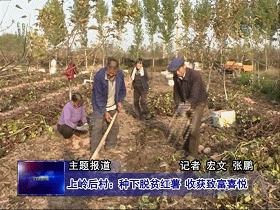 种红薯致富经_种植红薯致富_致富红薯种植视频