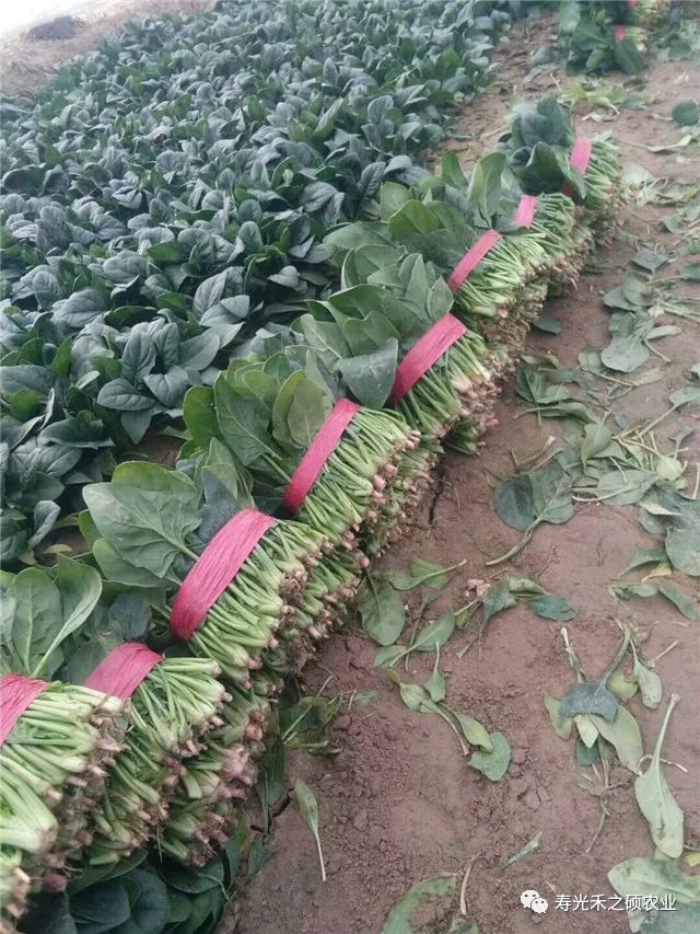 种波菜视频教程_波菜的栽培技术_波菜的种植技术