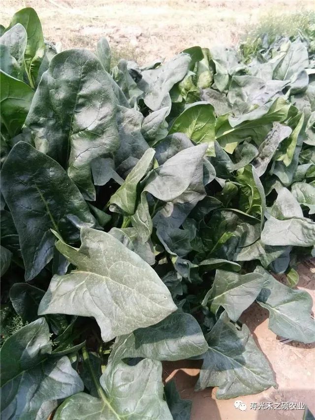 种波菜视频教程_波菜的种植技术_波菜的栽培技术