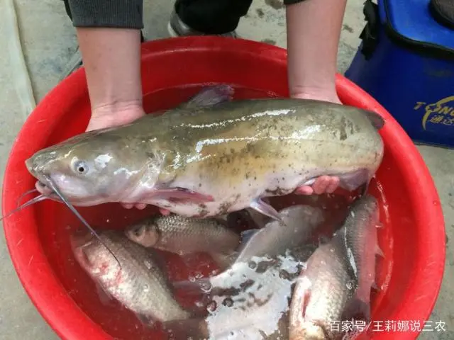 鲶鱼养殖前景_江西养鲶鱼养殖技术_养殖江西养鲶鱼技术要求