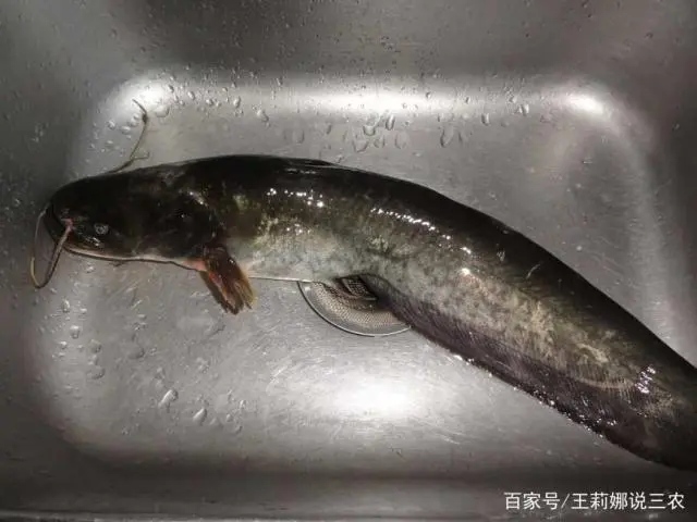 养殖江西养鲶鱼技术要求_江西养鲶鱼养殖技术_鲶鱼养殖前景