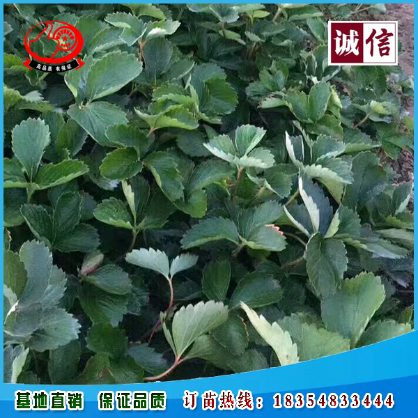 山东金莓草莓苗种植基地