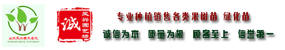 草莓致富经_致富金种植草莓_致富经草莓育苗视频