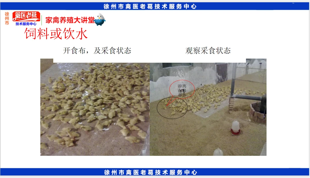 养殖教程技术实训报告_养殖步骤_养殖技术教程