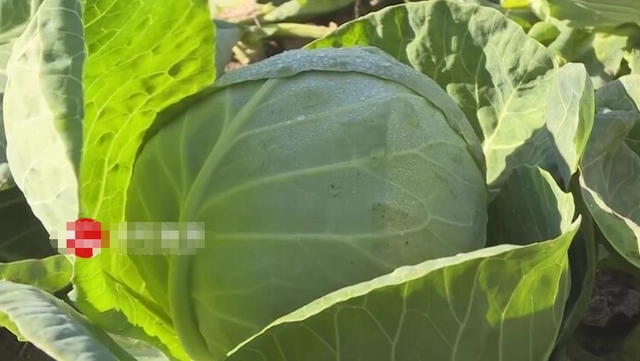 南昌种植包菜致富_包菜种植基地_南昌附近的蔬菜种植基地