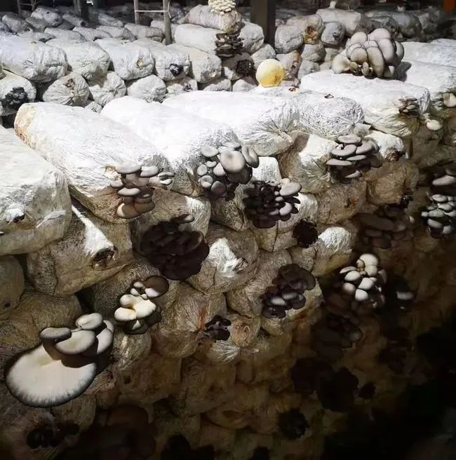 平姑种植技术_平姑种植利润_种植平菇技术方法视频