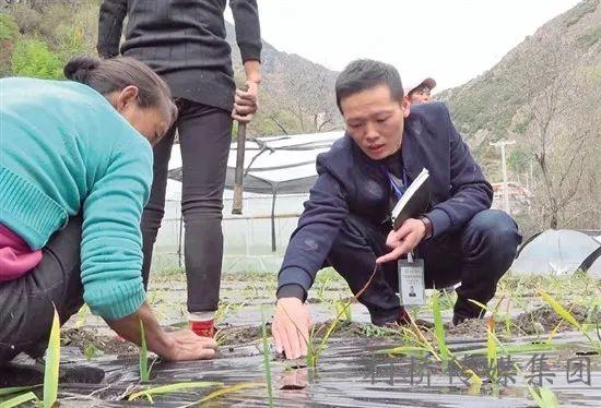 广西白芨收购_广西种植白芨致富_致富广西种植白芨视频