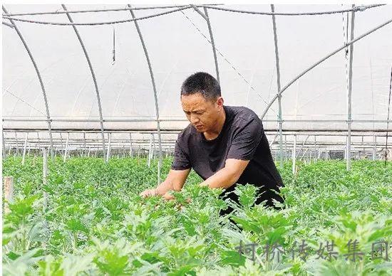 致富广西种植白芨视频_广西种植白芨致富_广西白芨收购
