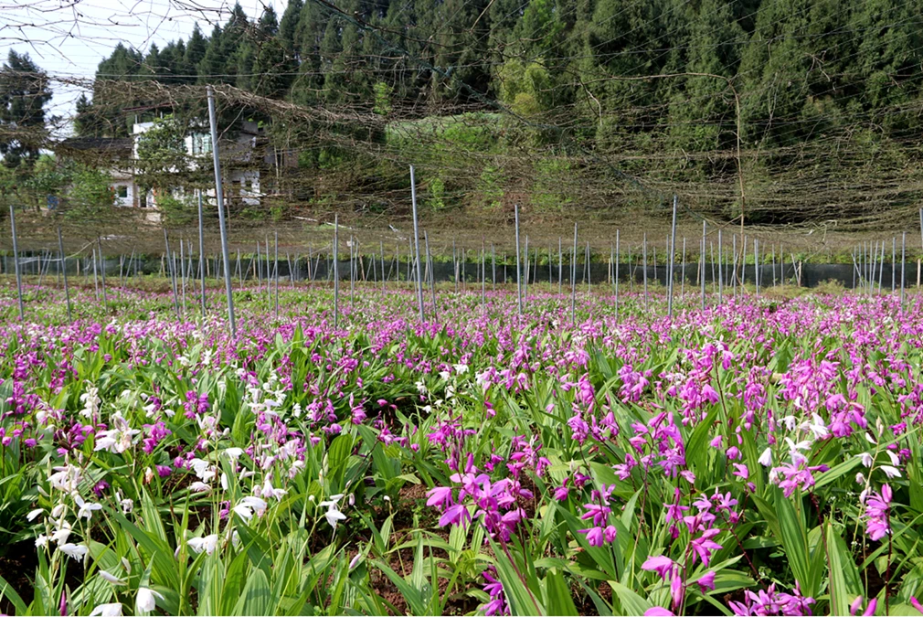 广西种植白芨致富_广西白芨收购_广西白芨种苗价格