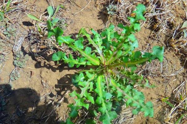 养殖芹菜花技术要点_芹菜花养殖方法_芹菜花养殖技术