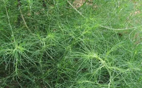 芹菜花养殖技术_芹菜花养殖方法_养殖芹菜花技术要点
