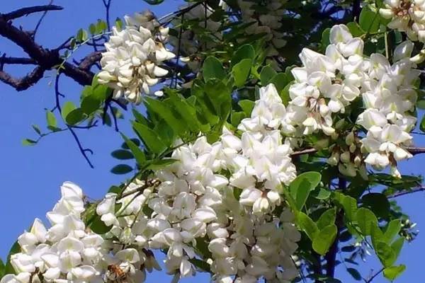 养殖芹菜花技术要点_芹菜花养殖方法_芹菜花养殖技术