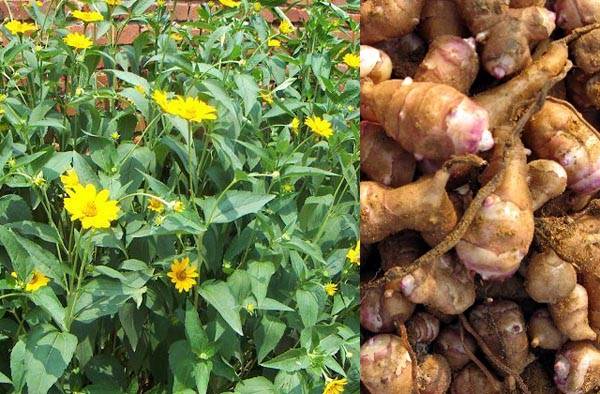 芹菜花养殖方法_芹菜花养殖技术_养殖芹菜花技术要点