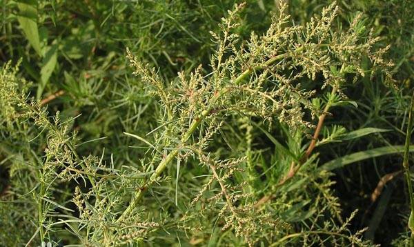 芹菜花养殖方法_养殖芹菜花技术要点_芹菜花养殖技术