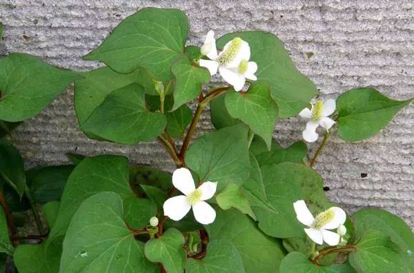 芹菜花养殖方法_芹菜花养殖技术_养殖芹菜花技术要点