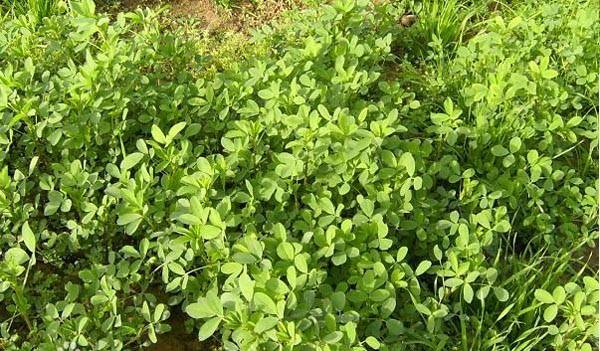 芹菜花养殖方法_养殖芹菜花技术要点_芹菜花养殖技术