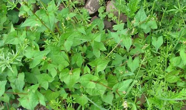 芹菜花养殖方法_芹菜花养殖技术_养殖芹菜花技术要点