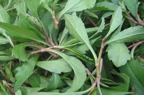 芹菜花养殖方法_芹菜花养殖技术_养殖芹菜花技术要点