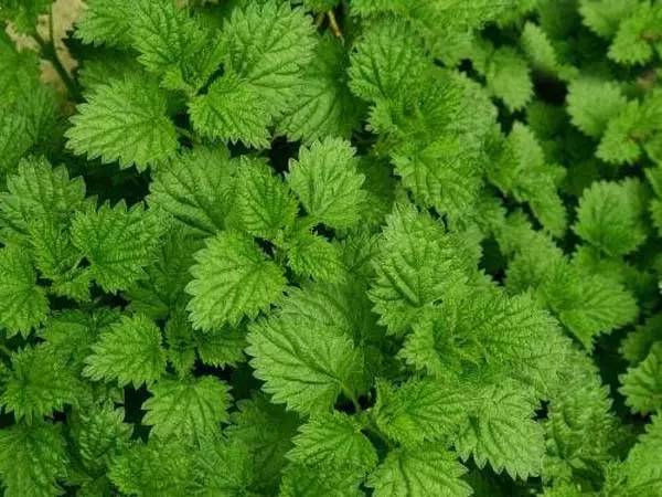 养殖芹菜花技术要点_芹菜花养殖技术_芹菜花养殖方法