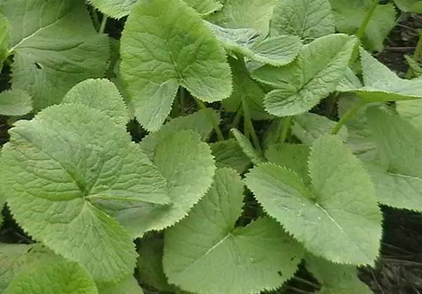 养殖芹菜花技术要点_芹菜花养殖技术_芹菜花养殖方法