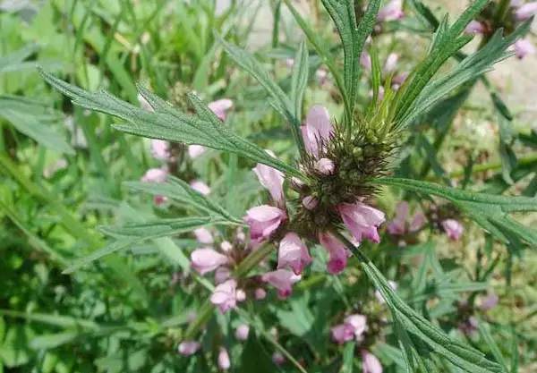 芹菜花养殖方法_芹菜花养殖技术_养殖芹菜花技术要点