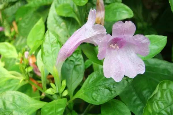 芹菜花养殖方法_芹菜花养殖技术_养殖芹菜花技术要点