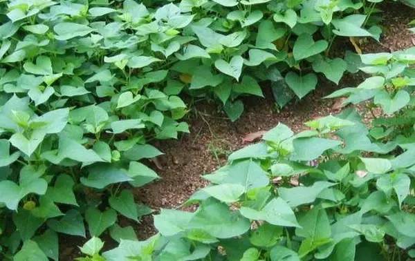 养殖芹菜花技术要点_芹菜花养殖技术_芹菜花养殖方法