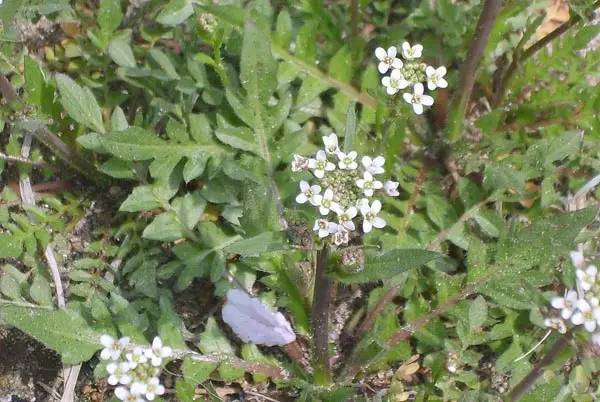 芹菜花养殖技术_养殖芹菜花技术要点_芹菜花养殖方法
