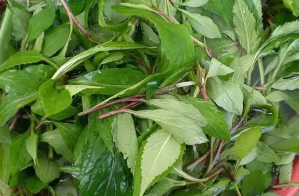 养殖芹菜花技术要点_芹菜花养殖方法_芹菜花养殖技术