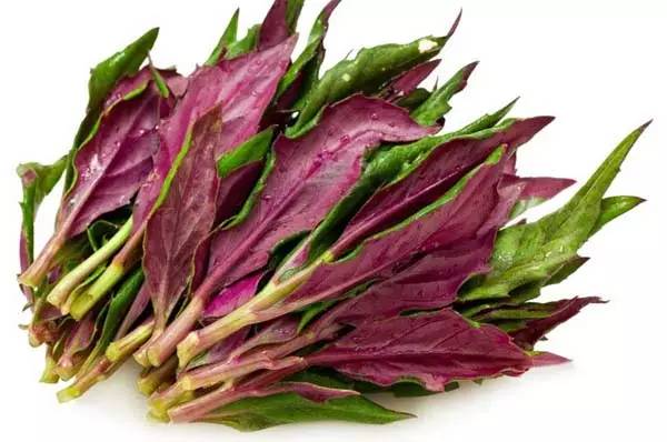 养殖芹菜花技术要点_芹菜花养殖方法_芹菜花养殖技术