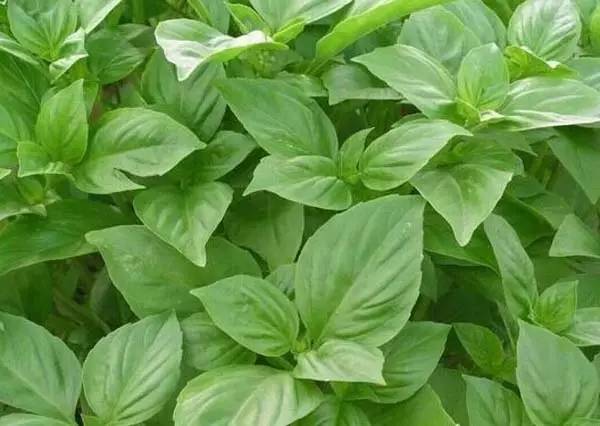 芹菜花养殖技术_芹菜花养殖方法_养殖芹菜花技术要点