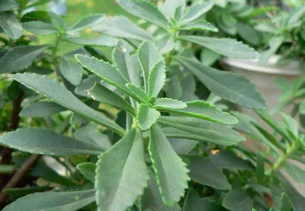 养殖芹菜花技术要点_芹菜花养殖方法_芹菜花养殖技术
