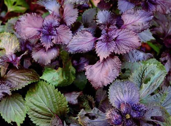 芹菜花养殖方法_养殖芹菜花技术要点_芹菜花养殖技术