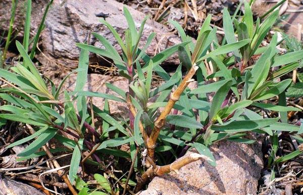 芹菜花养殖方法_芹菜花养殖技术_养殖芹菜花技术要点