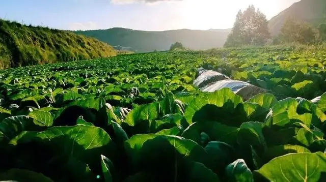 南昌种植包菜致富_包菜种植基地_南昌附近的蔬菜种植基地
