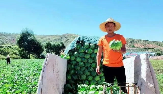包菜种植基地_南昌种植包菜致富_南昌附近的蔬菜种植基地