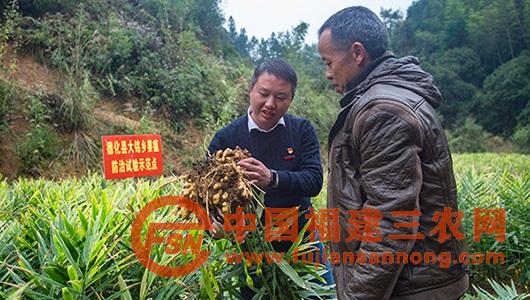 致富种植黄姜图片_种植黄姜致富吗_种植黄姜技术