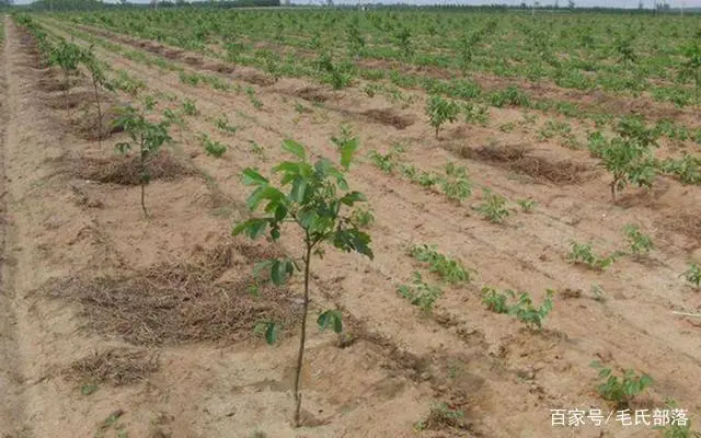 青核桃什么时候种最好_青皮核桃种植_青核桃种植技术
