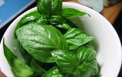种植什么香料致富_香料种植技术_香料致富种植技术视频