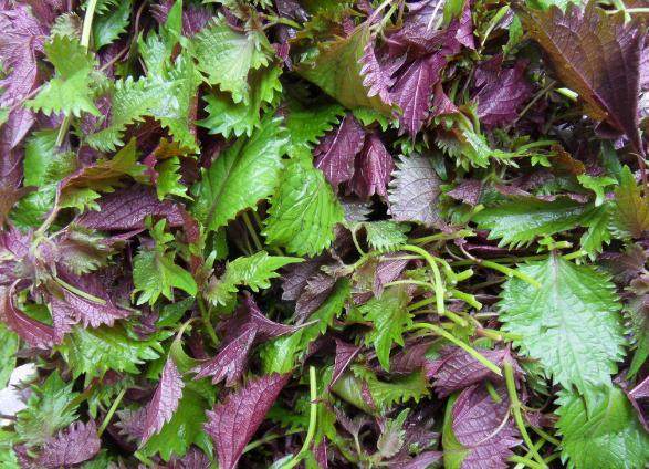 香料致富种植技术视频_种植什么香料致富_香料种植技术