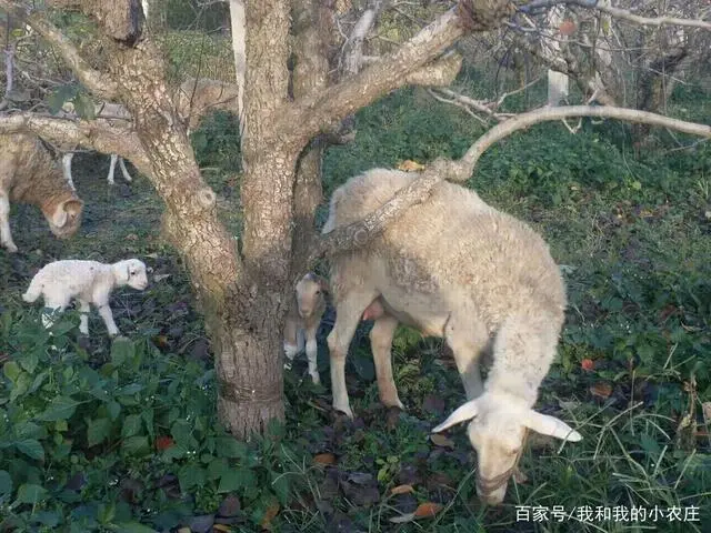 实用技术：散户养殖绵羊在剪毛中需要做好哪些工作？