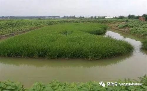 立体龙虾养殖技术_立体养殖的优点_立体养殖是什么