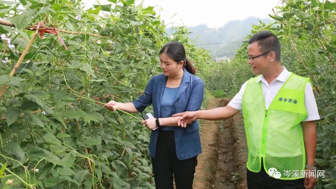 豆角种植技术及视频_豆角种植技巧_地豆角种植技术