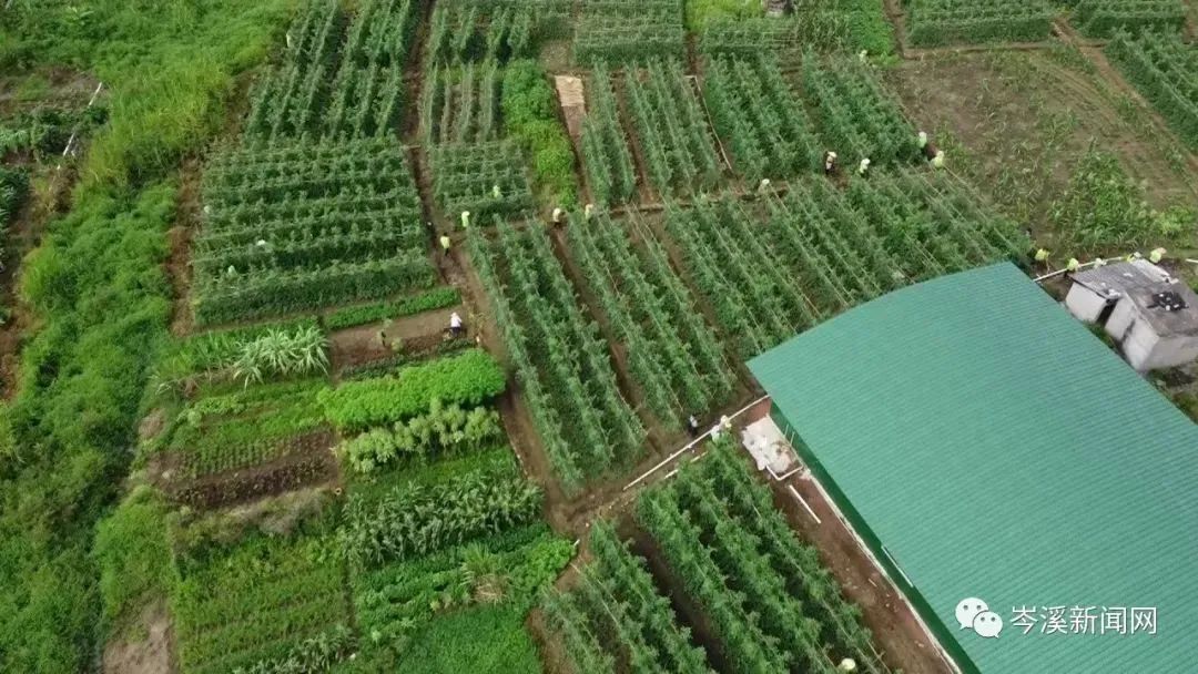 地豆角种植技术_豆角种植技巧_豆角种植技术及视频